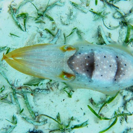 Bolilanga Island Resort - Togean Island Angkayo エクステリア 写真