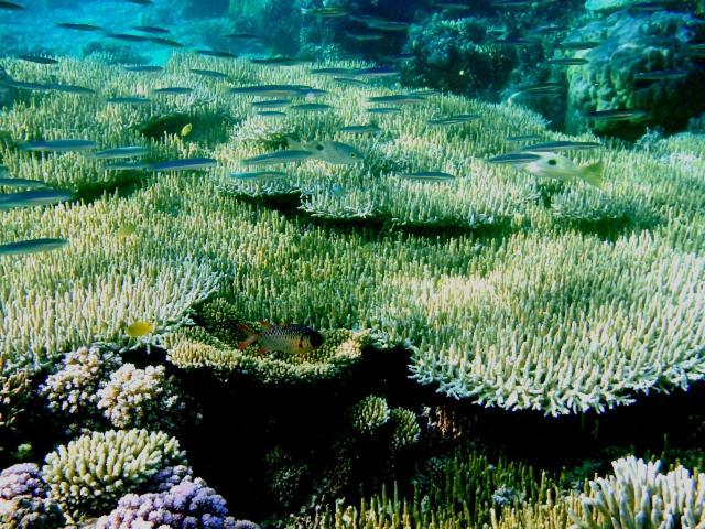 Bolilanga Island Resort - Togean Island Angkayo エクステリア 写真