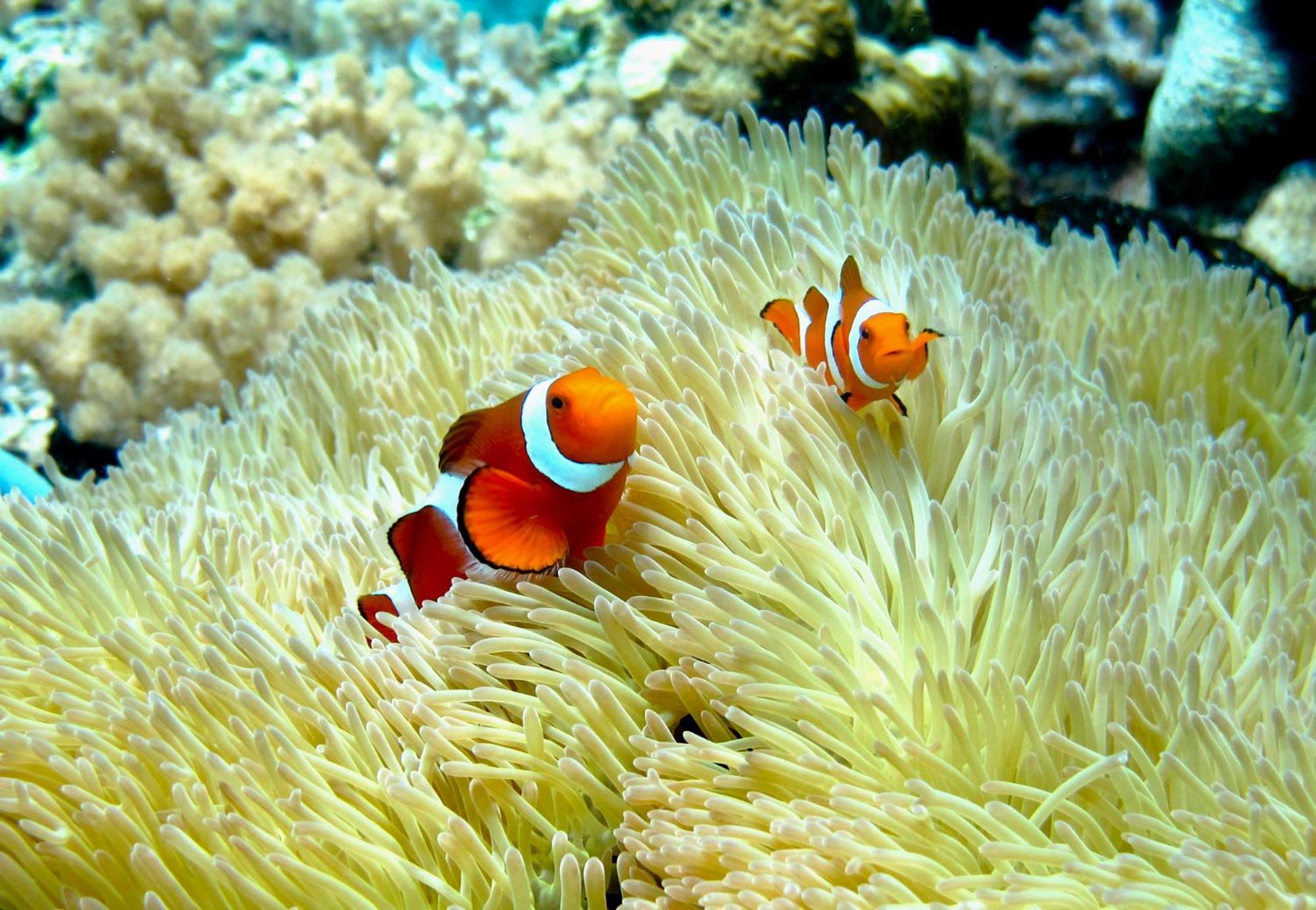 Bolilanga Island Resort - Togean Island Angkayo エクステリア 写真